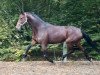 dressage horse Balios Baila (German Sport Horse, 2014, from Barroso)