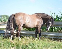 stallion Charabon (Criollo, 1996, from Fiero Pora)