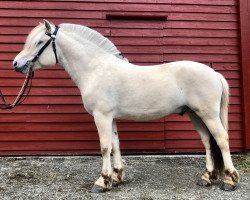 stallion Haust Rabalder (Fjord Horse, 2017, from Glød)