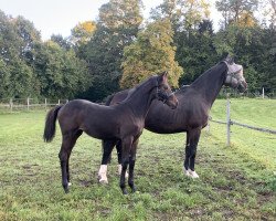 horse Delphi Delight (Deutsches Sportpferd, 2019, from Diarado)