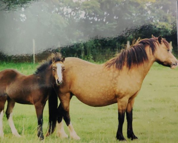 broodmare Rhyd-y-Felin Bethan (Welsh mountain pony (SEK.A), 1986, from Coed Coch Cadwgan)