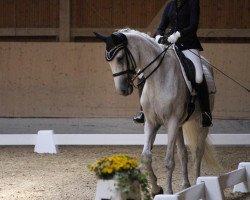 dressage horse Ruska 6 (Trakehner, 2002, from Fliedergeist)