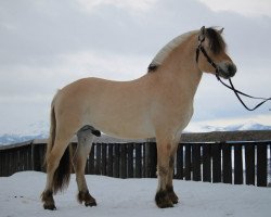 stallion Feedt Jarlen (Fjord Horse, 2017, from Alme Baronen)