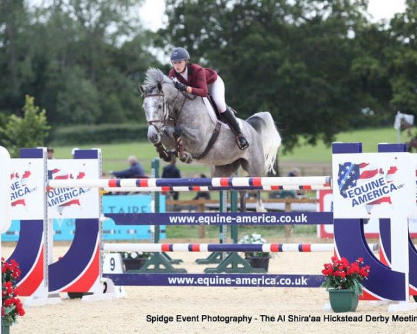 jumper Billy Colman (anglo european sporthorse, 2011, from Cevin Z)