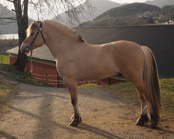 stallion Bø Theo (Fjord Horse, 2017, from Glød)