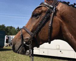 dressage horse Con Chatto (Oldenburg show jumper, 2015, from Cornet's Prinz)