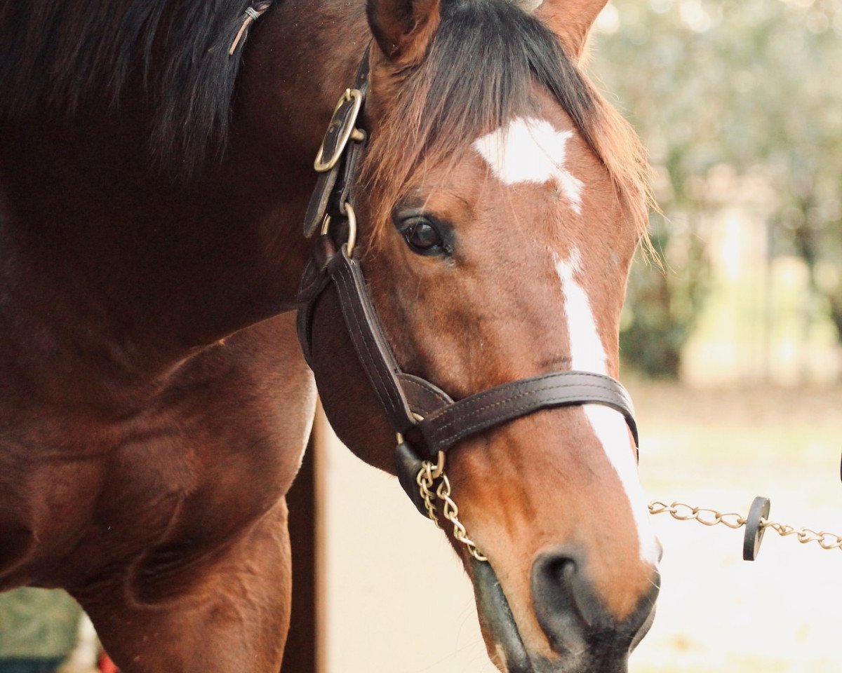 stallion Strong Mandate xx (Thoroughbred, 2011, from Tiznow xx)