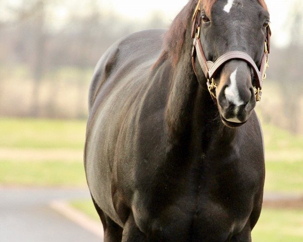 stallion Sharp Azteca xx (Thoroughbred, 2013, from Freud xx)