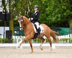 dressage horse Delray 3 (German Riding Pony, 2011, from FS Don't Worry)