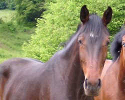 broodmare Lassia (Hessian Warmblood, 2001, from Latouro)