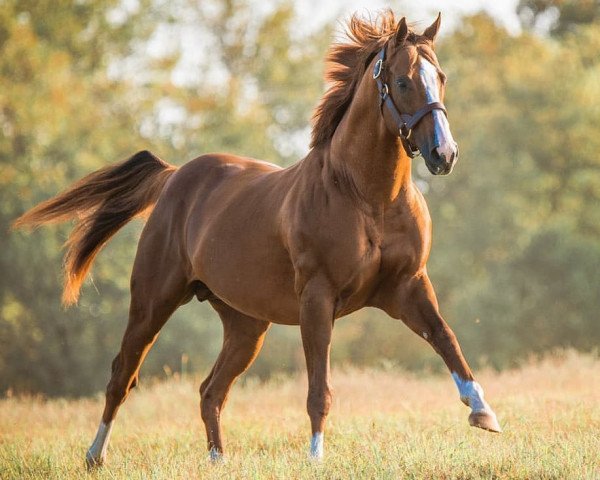 Deckhengst California Chrome xx (Englisches Vollblut, 2011, von Lucky Pulpit xx)