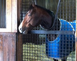 stallion Classic Empire xx (Thoroughbred, 2014, from Pioneerof The Nile xx)