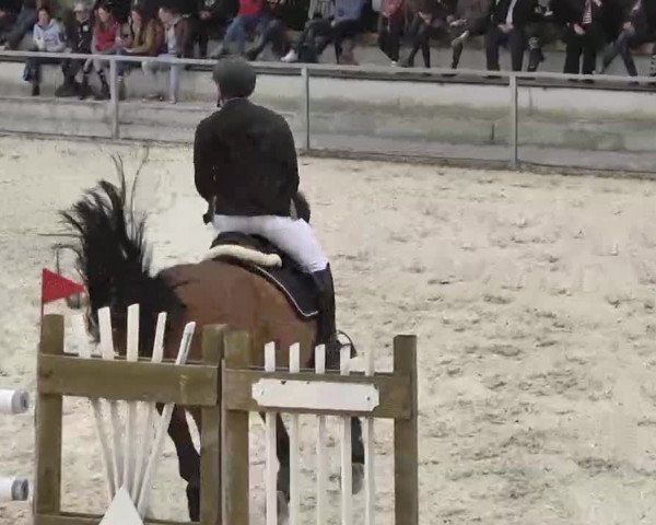 Frühjahrs-Reitturnier Ingolstadt-Hagau 2016