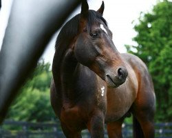 stallion Vancouver xx (Thoroughbred, 2012, from Medaglia d'Oro xx)