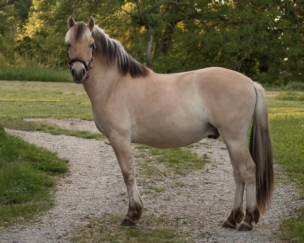 horse Kjartan's Fernando (Fjord Horse, 2018, from Kjartan)