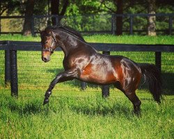 stallion Scat Daddy xx (Thoroughbred, 2004, from Johannesburg xx)