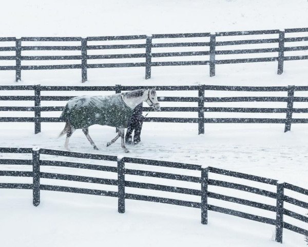 stallion Cupid xx (Thoroughbred, 2013, from Tapit xx)