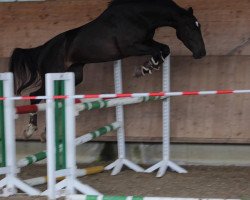 horse Clarity (German Warmblood, 2015, from Cocktail Jet)