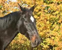 dressage horse Fenice VA (Rheinländer, 1997, from Finley M)