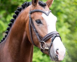 stallion Lord Grannus (Zangersheide riding horse, 2017, from Light On OLD)