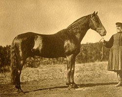 stallion Kochet (RU) (Orlov Trotter, 1864, from Petushok (RU))