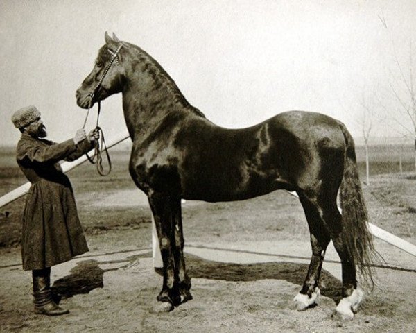 stallion Bychok (RU) (Bytchok) (Orlov Trotter, 1824, from MOLODOJ ATLASNYJ (RU))