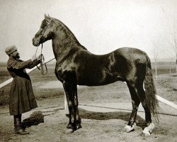 stallion Bychok (RU) (Bytchok) (Orlov Trotter, 1824, from Molodoj Atlasnyj (RU))