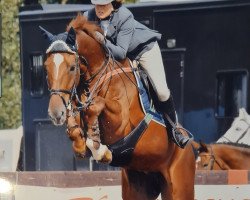 jumper Brainstorm Pangaardenhof (Belgian Warmblood, 2001, from Kashmir van't Schuttershof)