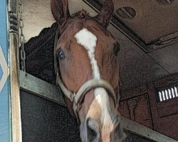 dressage horse Qwentin 4 (Hanoverian, 2013, from Quaterhall)