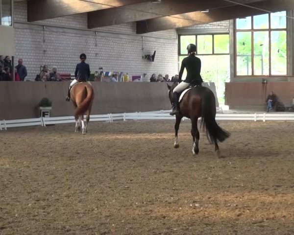 Reitturnier Leverkusen-Rheindorf 2016