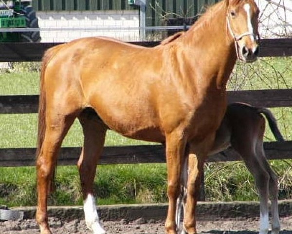 broodmare Fanny XVI (Trakehner, 1995, from Rondo)