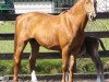 broodmare Fanny XVI (Trakehner, 1995, from Rondo)