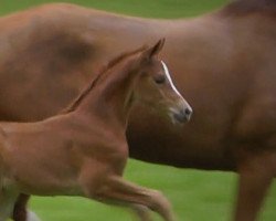 dressage horse Fienchen (Hanoverian, 2015, from Foundation 2)