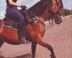 horse Saliah bint Samirah (Arabian thoroughbred, 2009, from Ambra Al Sameh ox)