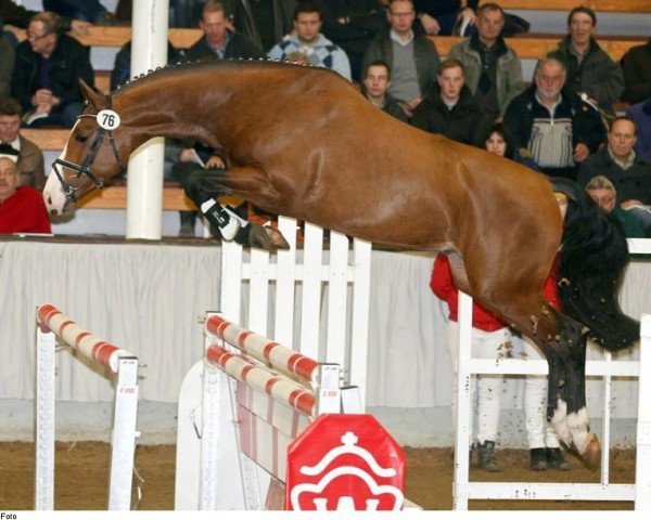 stallion Lebemann (Westphalian, 2011, from Lordanos)