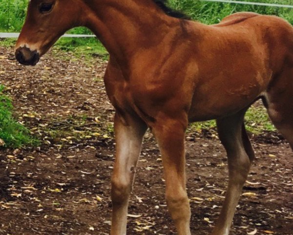 broodmare Sacrée Fleur (Oldenburg, 2017, from Fred Feuerstein)