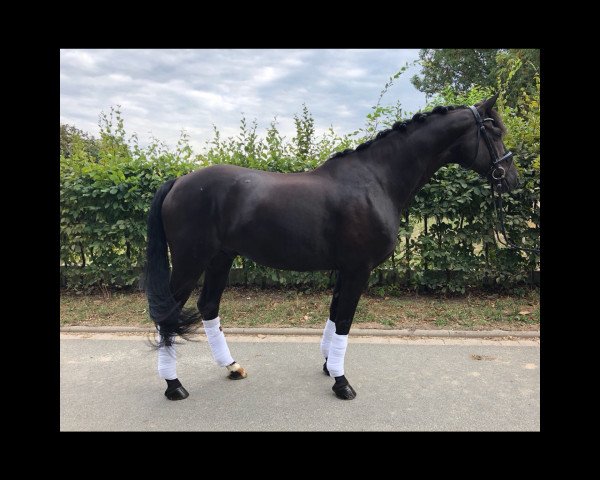 dressage horse Seduction in Black (Hanoverian, 2010, from Soliman)