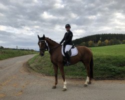 dressage horse Webstar 8 (Hanoverian, 2006)