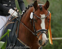 stallion Bonaparte 126 (German Riding Pony, 2013, from Baccarat)