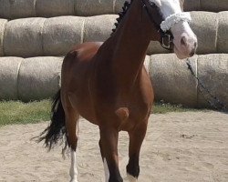 jumper Call me Clooney 2 (Oldenburg show jumper, 2013, from Calato)