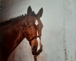 broodmare Sabishii (Hanoverian, 1977, from Sudan xx)