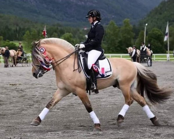 stallion Kuling N.2543 (Fjord Horse, 2006, from Dalargutt N.2595)