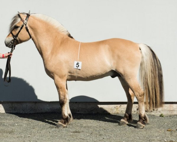 stallion Sølrei N.2296 (Fjord Horse, 2012, from Reimar N.2003)