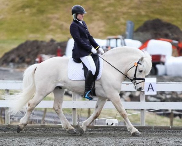 stallion Lille Ulrik (Fjord Horse, 2011, from Elvar N.2231)