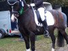 horse Ernesto 85 (Welsh-Pony (Section B), 2000, from Lemonshill Little Emperor)