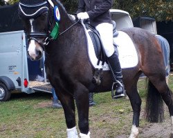 horse Ernesto 85 (Welsh-Pony (Section B), 2000, from Lemonshill Little Emperor)