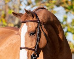 jumper Hans Anders (KWPN (Royal Dutch Sporthorse), 2012, from Andiamo)