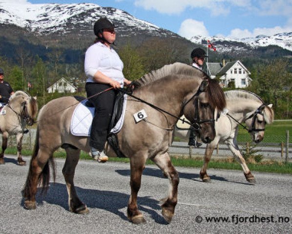 stallion Skraaruds Gråtass N-03-2505 (Fjord Horse, 2003, from Lunner Graaen N-99-2625)