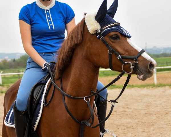 Dressurpferd Golden Greta (Deutsches Reitpony, 2012, von Golden Rock)