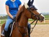 dressage horse Golden Greta (German Riding Pony, 2012, from Golden Rock)